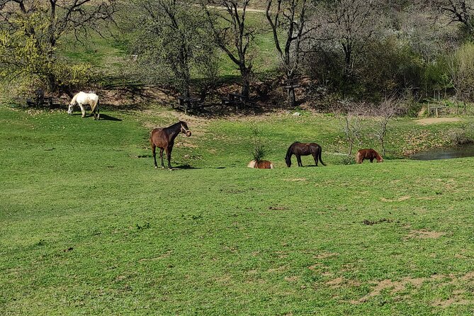 Visit a Farm and Horseback Riding in Nature - Common questions