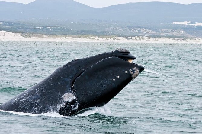 Whale Watching and Winelands Tour - Last Words