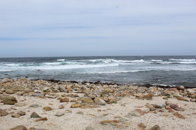 Whale Watching In Hermanus Penguins Wine Tasting From Cape Town - Operator Information