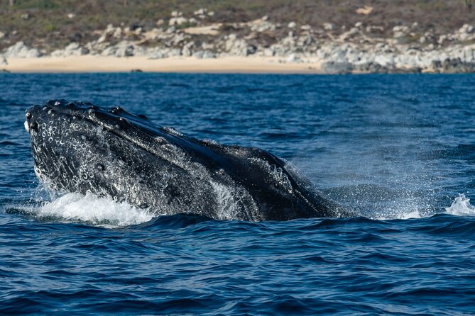 Whale Watching & Snorkeling Combo in Los Cabos With Photos Included - Common questions