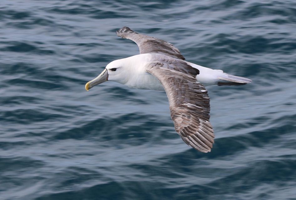 Wilsons Promontory: Whale Spotting Cruise With Lunch - Booking Information