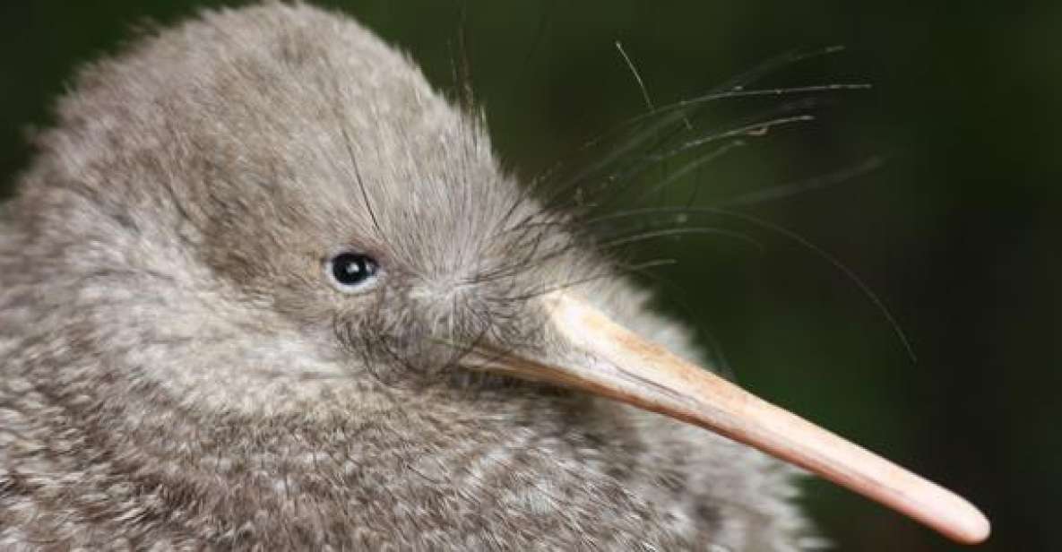 Zealandia by Night Tour - Last Words