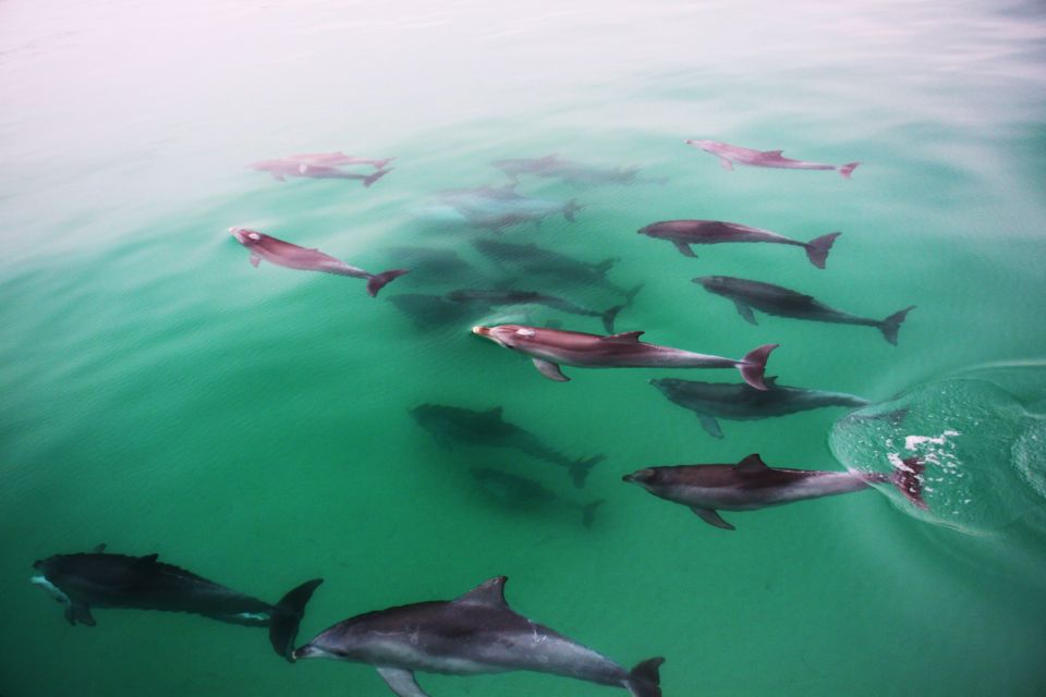 Adelaide: 3.5-Hour Guaranteed Wild Dolphin Watching Cruise - Last Words