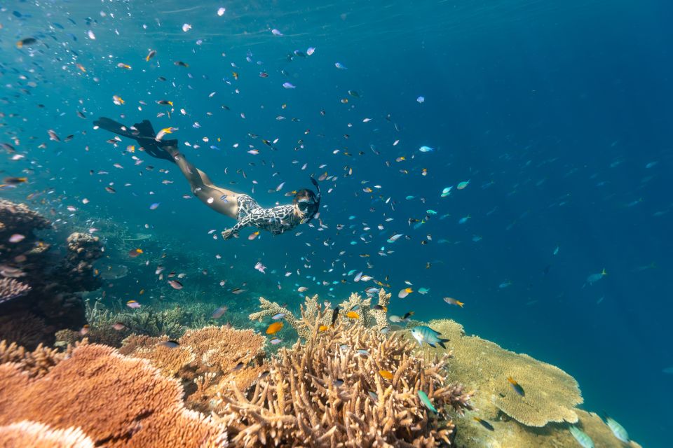 Airlie Beach: Outer Barrier Reef Snorkeling Day Trip - Last Words