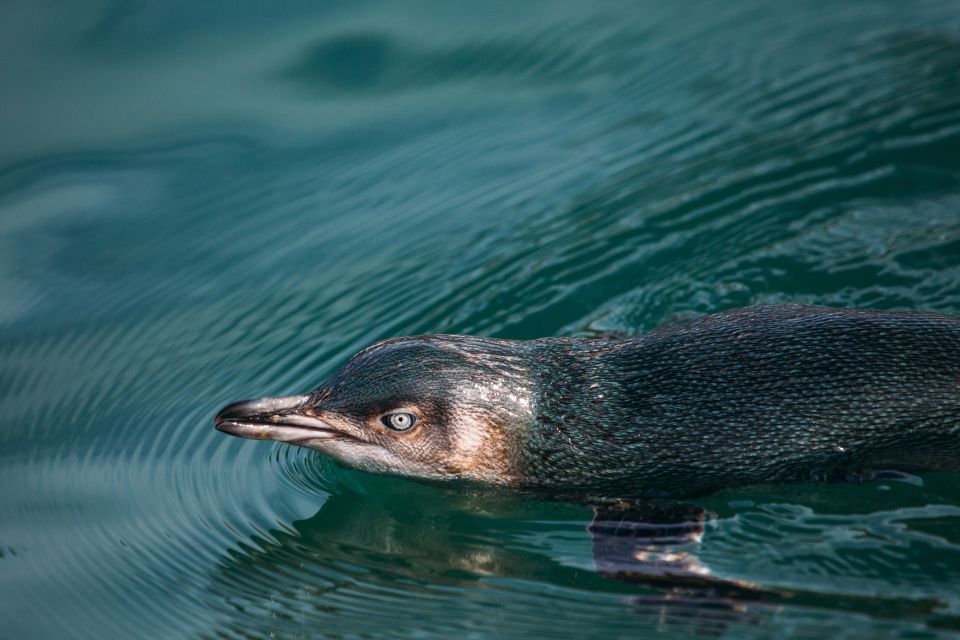 Akaroa: Pohatu Little Penguins 3-Hour Evening Experience - Conservation Efforts