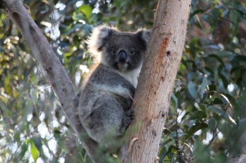 Apollo Bay: Dusk Discovery Great Ocean Road Wildlife Tour - Common questions