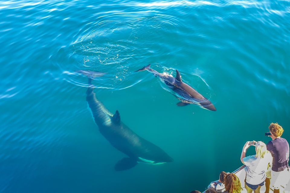 Auckland: Whale and Dolphin Watching Half-Day Eco Cruise - Common questions