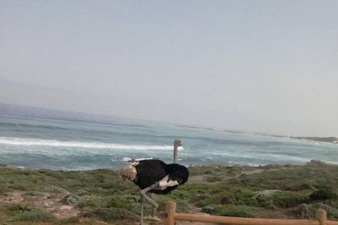Cape of Good Hope and Have to See Ostriches Penguin, Bamboons - Last Words