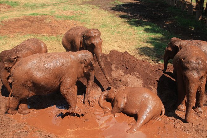 Chiang Mai Single Day Visit to Elephant Nature Park (No Riding No Bathing) - Tips for a Memorable Visit