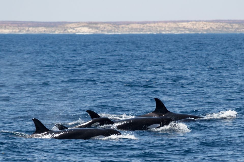 Coral Bay: Ningaloo Reef Swim and Snorkel With Whale Sharks - Experience Details