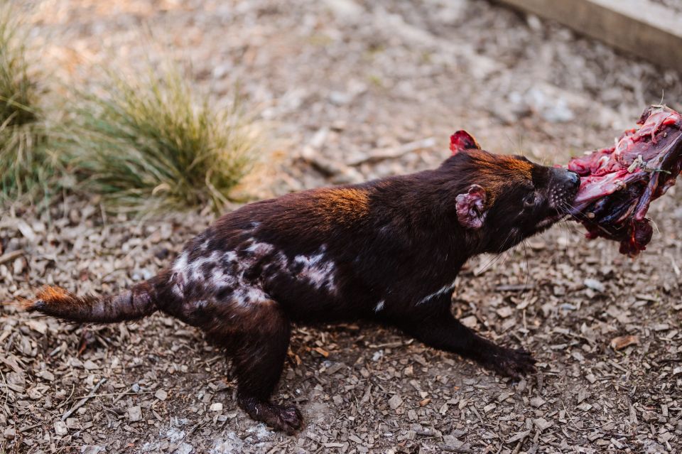 Cradle Mountain: After Dark Tasmanian Devil Feeding Tour - Last Words