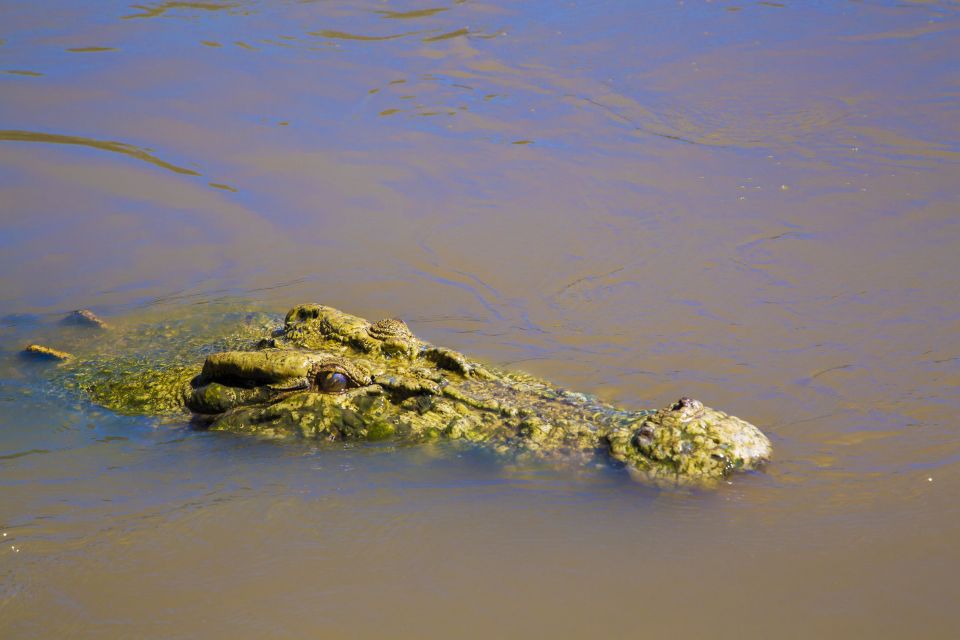 Darwin: Adelaide River Half-Day Jumping Crocs Cruise - Additional Experience Info