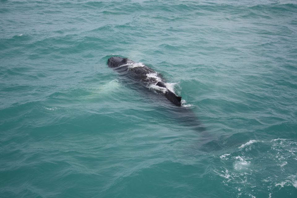 From Reykjavik: Whale Watching Tour - Customer Reviews and Testimonials