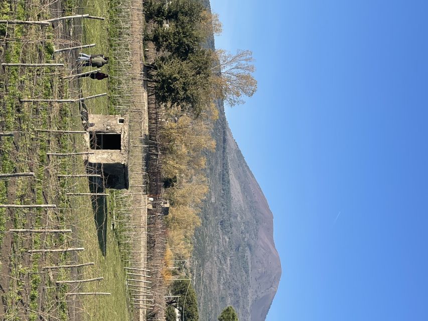 From Sorrento: Pompeii & Wine Tasting Private Tour by Car - Last Words