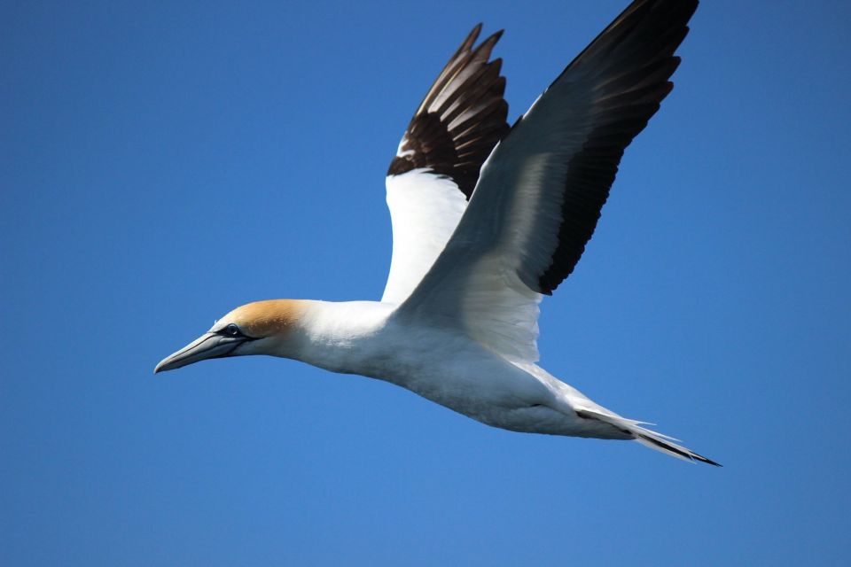 From Tauranga: Dolphin and Wildlife Cruise - Last Words