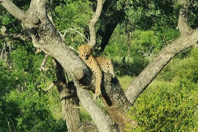 Full Day in Central Kruger National Park With Open Safari Vehicle - Common questions