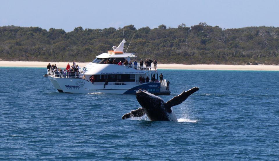 Hervey Bay: Half-Day Whale Watching Experience - Last Words