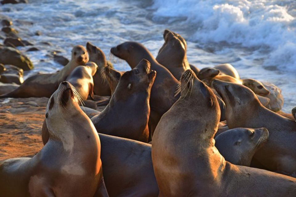 La Jolla: Self-Guided Smartphone Audio Tour - Common questions