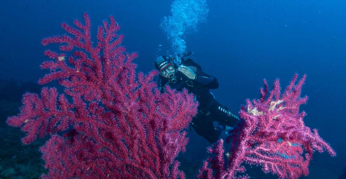 MARINA DI CAMPO: DIVING ON THE ISLAND OF ELBA AND PIANOSA - Last Words