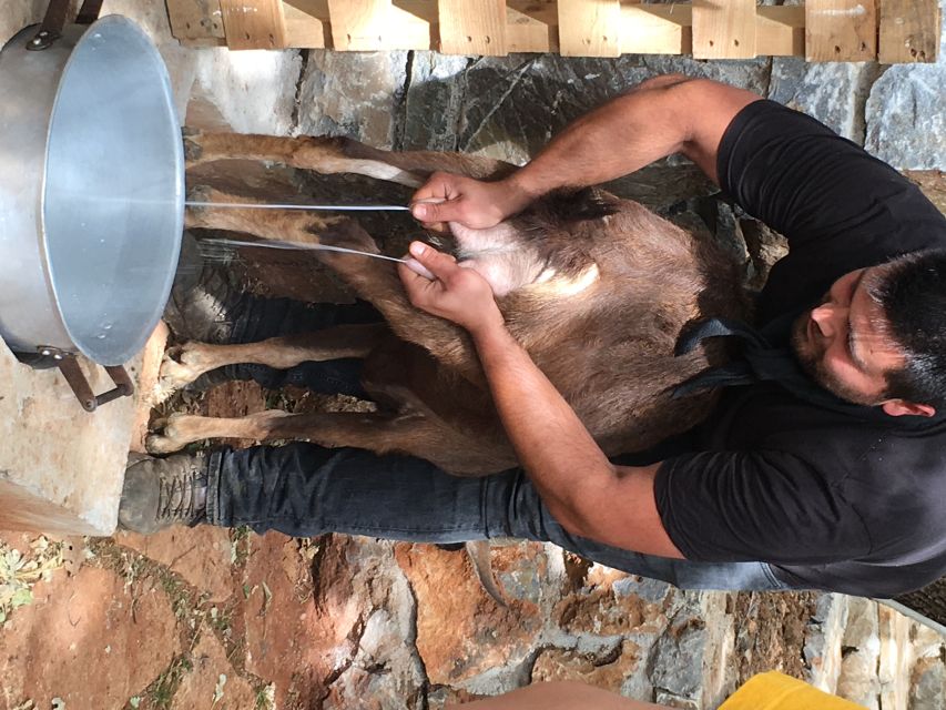 Rethymno: Explore Shepherd's Hut and Cheese Making Process - Important Information