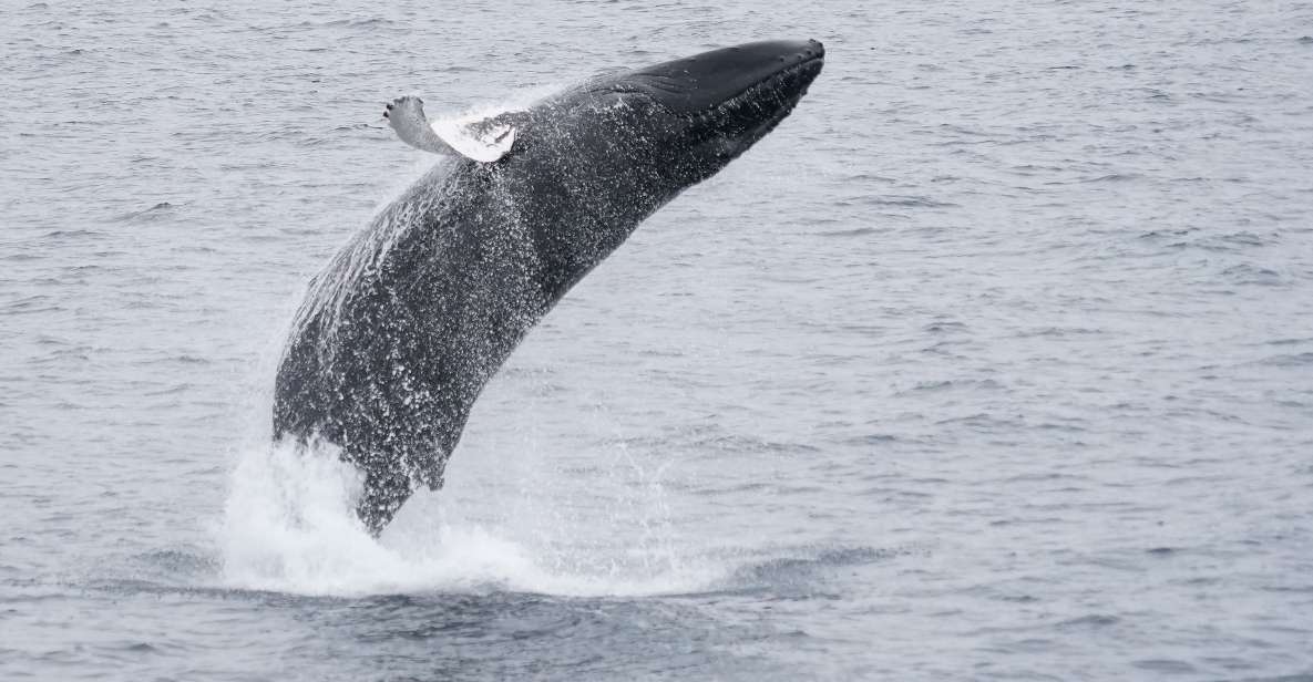 Reykjavik: Whale & Marine Adventure Tour - Last Words