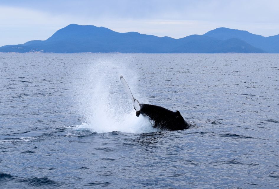 Wilsons Promontory: Whale Spotting Cruise With Lunch - Customer Reviews