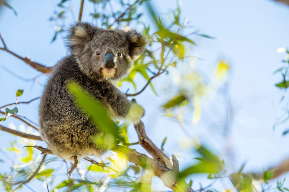 Adelaide: Eyre Peninsula and Flinders Ranges Adventure Trip - Travel Directions