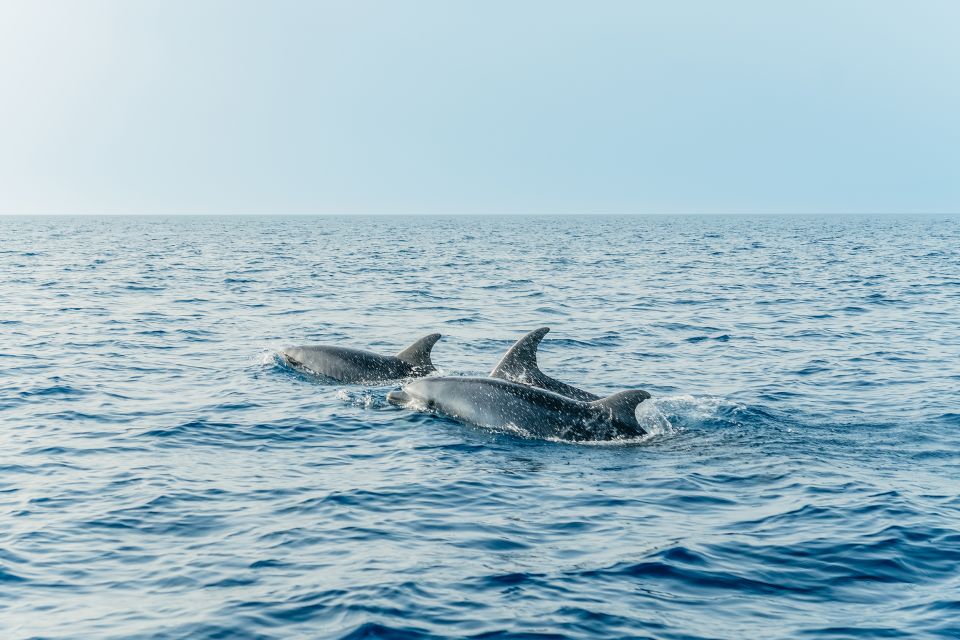 Alcudia/Can Picafort: Sunrise Dolphin-Watching Guided Cruise - Common questions