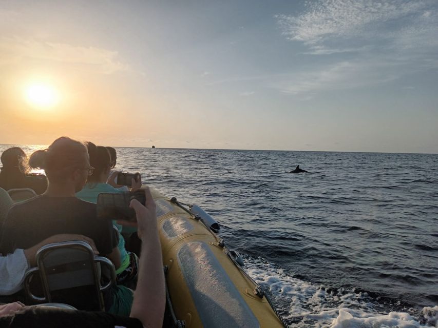 Can Picafort: Dolphin Watching Boat Tour With Swimming - Last Words