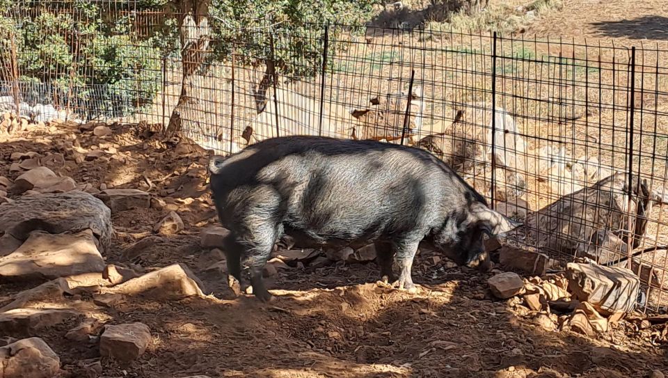 Crete: Shepherd'S Life & Psiloritis Mountain Tour With Meal - Common questions