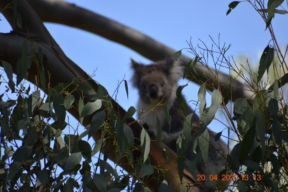 From Melbourne: Great Ocean Road Private Guided Tour by Car - Common questions