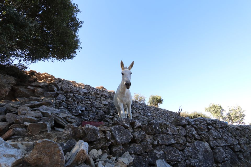 Naxos: Hike to the Top of Mount Zas With a Guide - Common questions