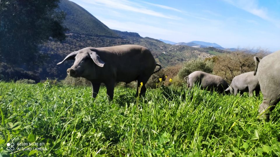 Organic Iberian Pig Farm Experience, Food&Ecofriendly - Common questions