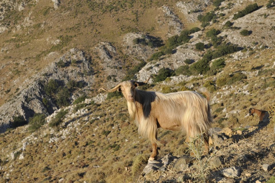 Private Tour Lasithi Zeus Cave Olive Oil Factory &Shepherd - Last Words