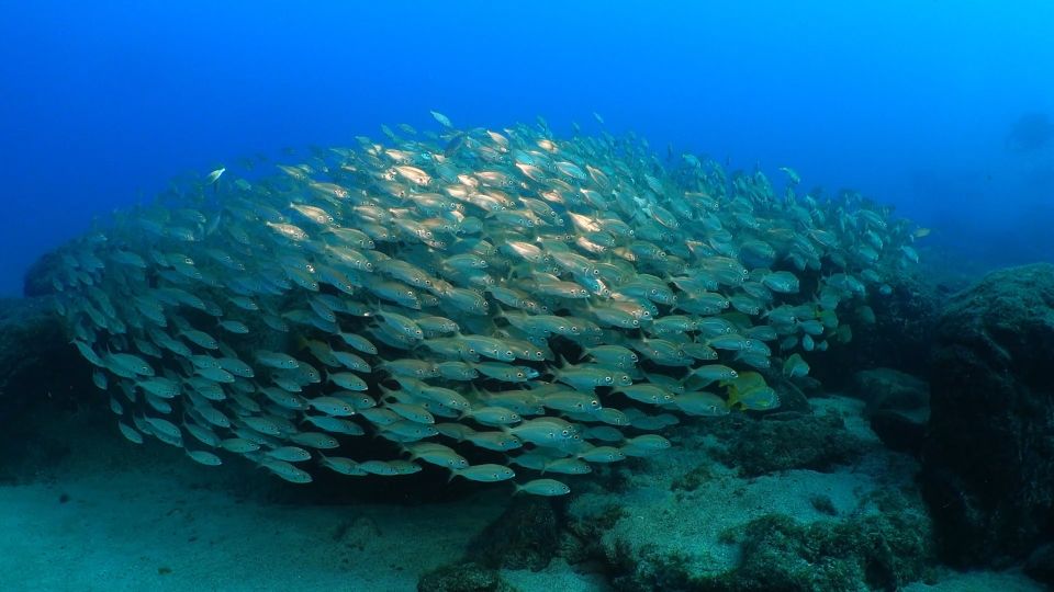 Puerto Del Carmen: Try Scuba Diving From the Beach - Last Words