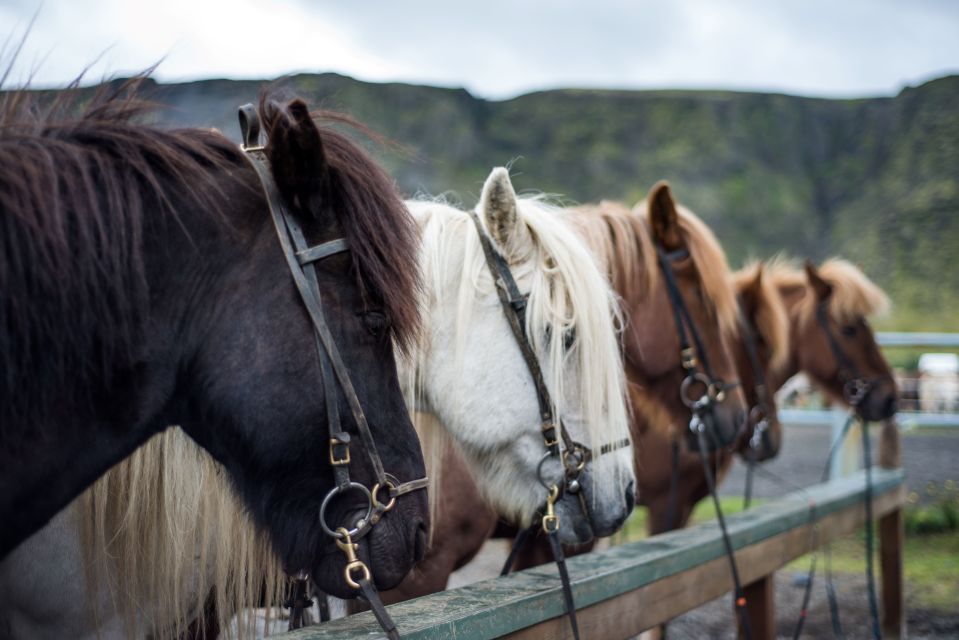 Reykjavik: Silfra Snorkel Tour and Horse Ride With Photos - Transportation