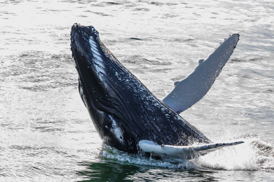 Reykjavik: Whale Watching Tour - Last Words