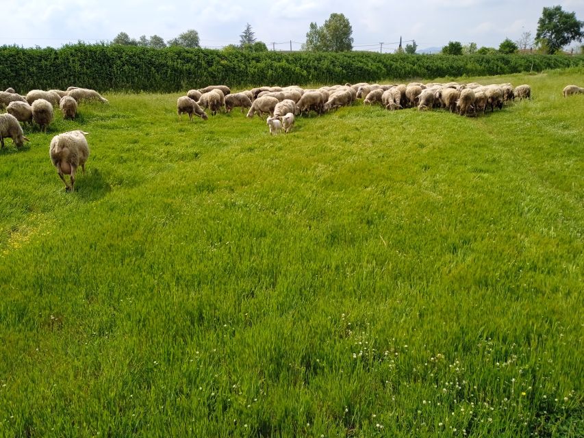 Thessaloniki: Private Greek Cooking Class and Meal at a Farm - Last Words