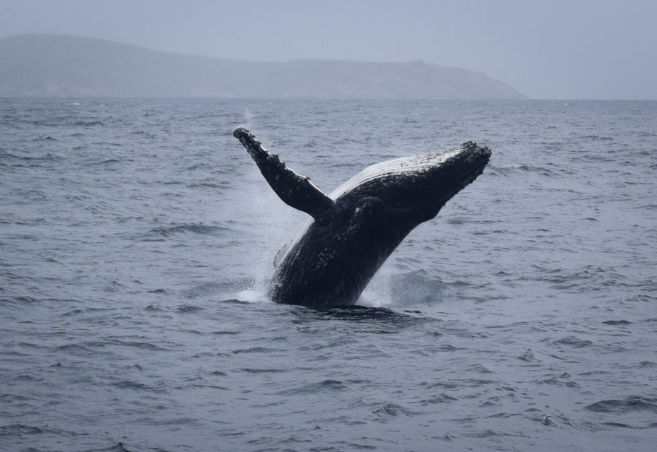 Wilsons Promontory: Whale Spotting Cruise With Lunch - Common questions