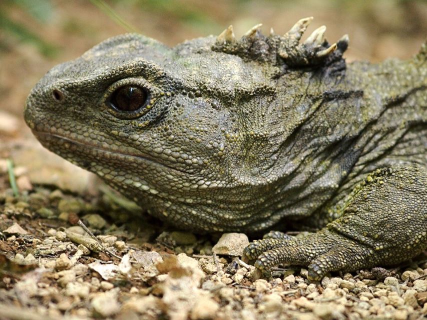 Zealandia by Day Tour - Last Words