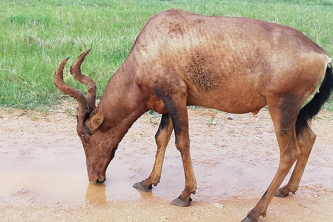 Addo Elephant Safari and Horseback Riding in Addo Combo - Traveler Experiences