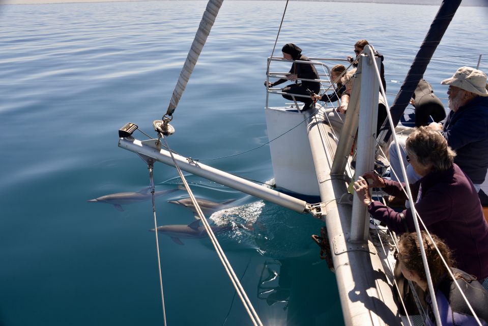 Adelaide: 3.5-Hour Guaranteed Wild Dolphin Watching Cruise - Key Points