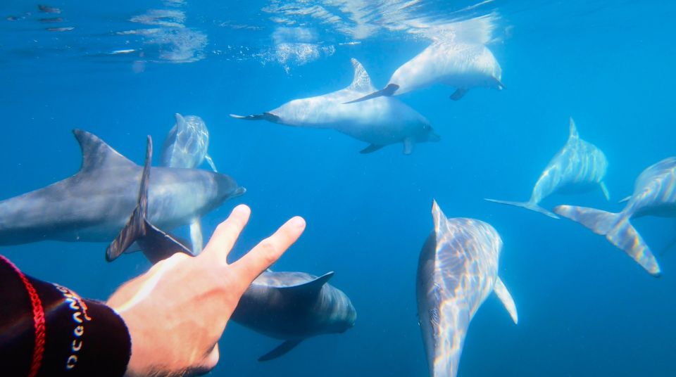 Adelaide: 3.5-Hour Swimming With Dolphins Experience - Key Points