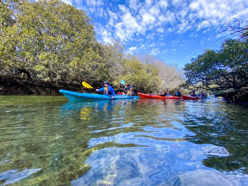 Adelaide: Dolphin Sanctuary Mangroves Kayak Tour - Key Points