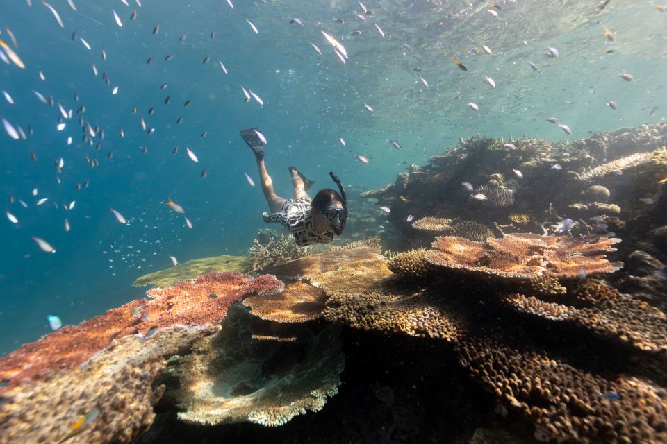 Airlie Beach: Outer Barrier Reef Snorkeling Day Trip - Key Points