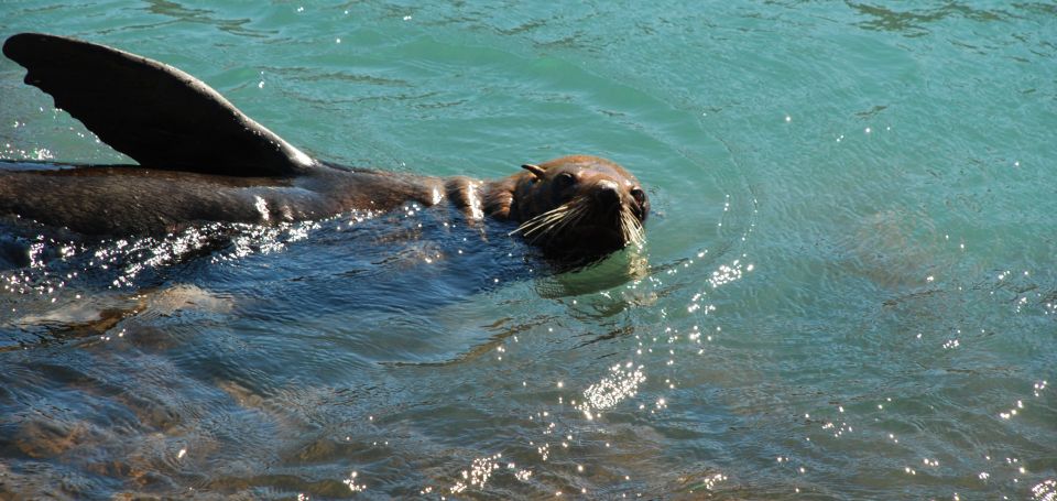 Akaroa: 24-hour Overnight Pohatu Penguin Package - Key Points