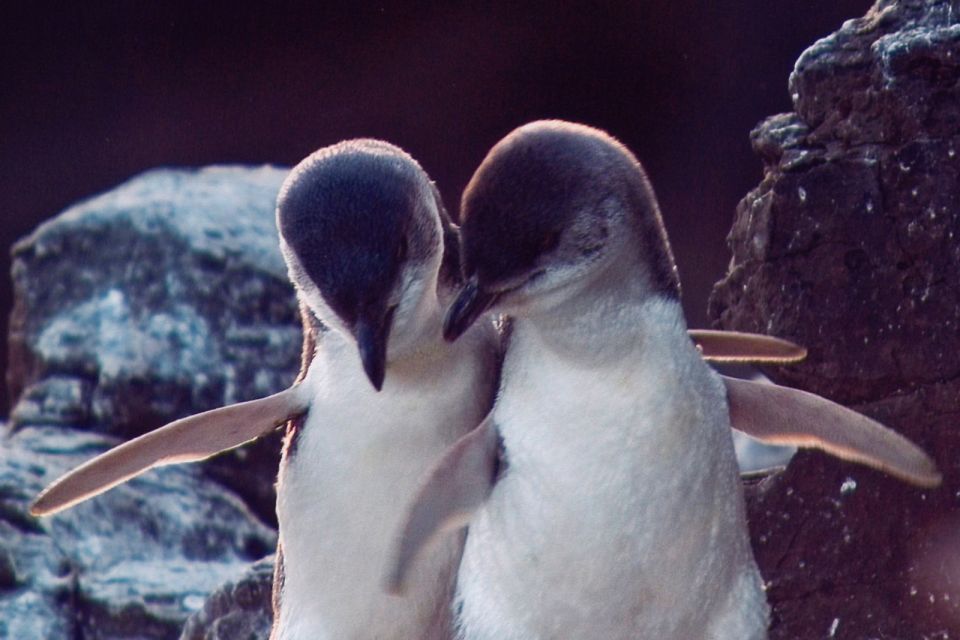 Akaroa: Pohatu Little Penguins 3-Hour Evening Experience - Key Points