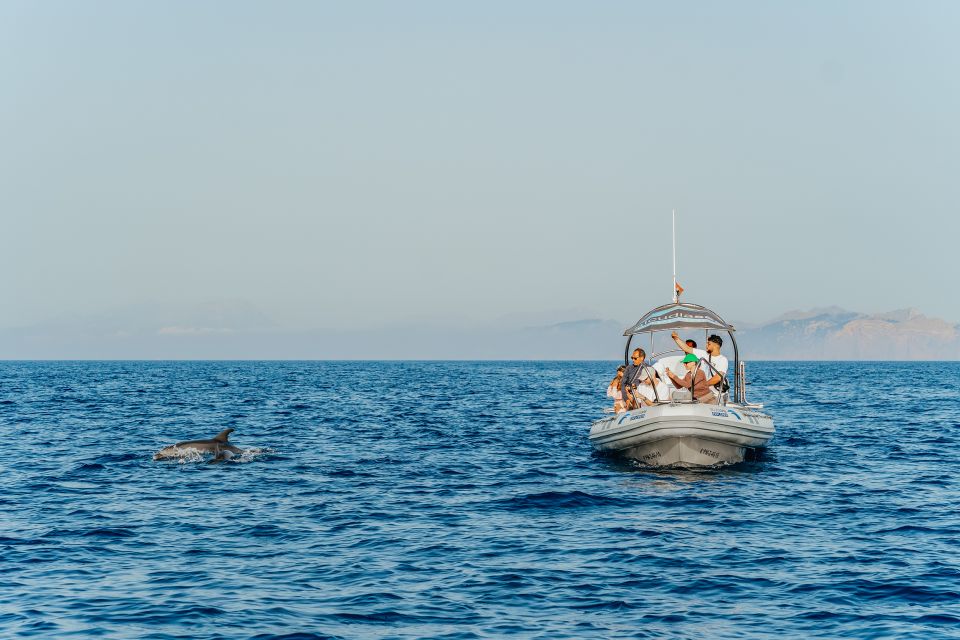 Alcudia/Can Picafort: Sunrise Dolphin-Watching Guided Cruise - Key Points