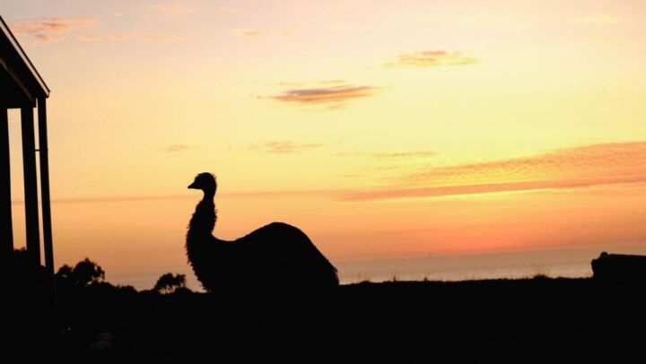 Apollo Bay: Dusk Discovery Great Ocean Road Wildlife Tour - Key Points