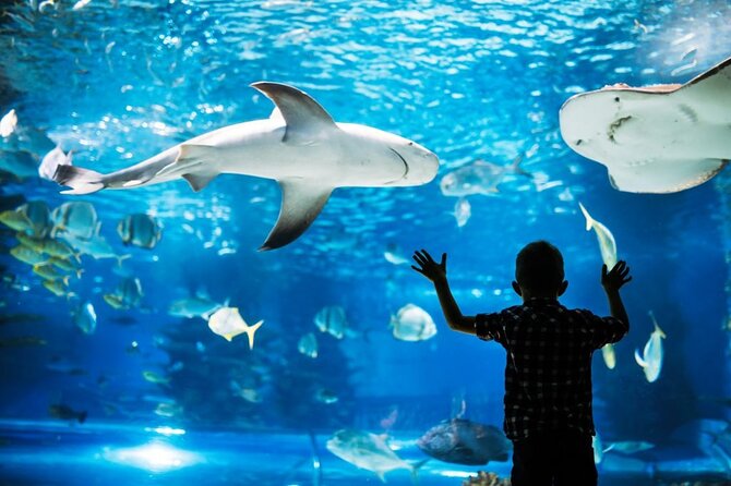 AquARia Phuket and AR Trick Eye Museum Entrance Ticket - Thailand - Key Points